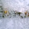 Frost